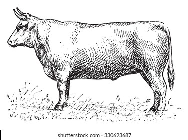 Ox, vintage engraved illustration. Dictionary of words and things - Larive and Fleury - 1895.
