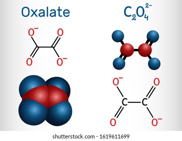 Oxalate anion, ethanedioate molecule.  Structural chemical formula and molecule model. Vector illustration