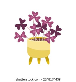 Oxalis flat vector illustration. Indoor flower or plant in flowerpot or vase, oxalis in pot isolated on white background. Interior, urban jungle concept