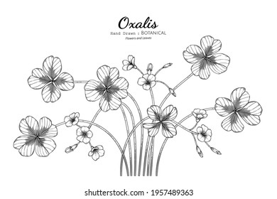 Oxalis flower and leaf hand drawn botanical illustration with line art.