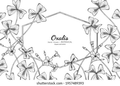 Oxalis flower and leaf hand drawn botanical illustration with line art.