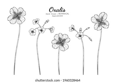 Oxalis flower and leaf hand drawn botanical illustration with line art.