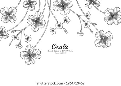 Oxalis flower and leaf hand drawn botanical illustration with line art.