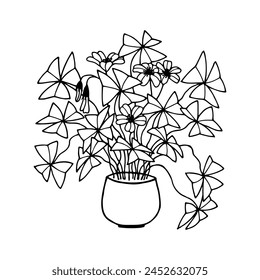 Oxalis, Kislitsa. Plant in the pot. Vector stock illustration eps10. Isolate on a white background, outline. Hand drawing.