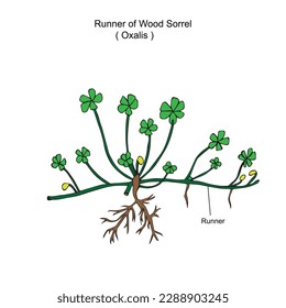 Oxalis is a large genus of flowering plants in the wood-sorrel family  Oxalidaceae. wood sorrel, runner of wood sorrel.It spreads rapidly by runners and bulbs. Botany concept.