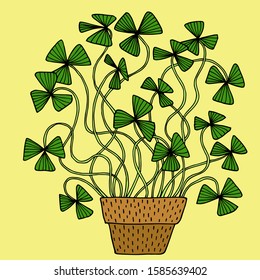 Oxalis in the pot. Hand-drawn vector illustration of a house plant for your natural design.