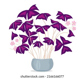 Oxalis triangularis -- false shamrock, purple shamrocks. Vector illustration.