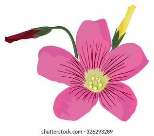 Oxalis with two buds