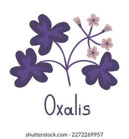 Oxalis vector illustration house plant