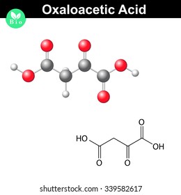 Oxaloacetic acid molecule, oxaloacetate, structural chemical formula and model, 2d & 3d vector, isolated on white background, eps 8