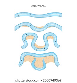 An oxbow lake is a U shaped body of water formed when a river meander is cut off, creating a stagnant lake. Ideal for wildlife, these lakes are rich in biodiversity.Geography illustration.