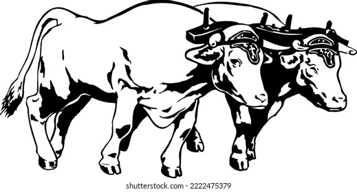 Oxen in Yoke Vector Illustration svg