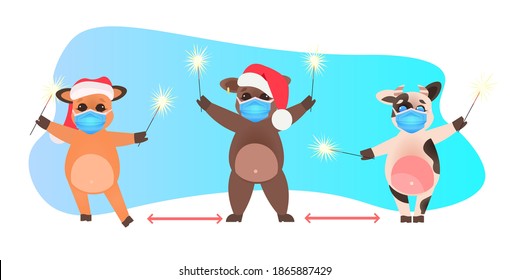 oxes in santa hats holding sparklers cows in masks keeping social distance to prevent coronavirus pandemic new year winter holidays celebration concept full length horizontal vector illustration
