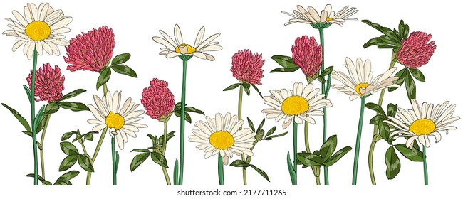 oxeye daisies and red clover flowers, vector drawing wild plants isolated at white background , hand drawn botanical illustration