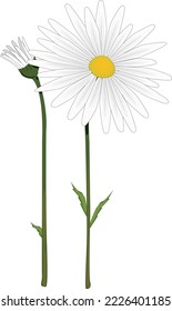 Oxeye Daisy Flowers Vector Illustration