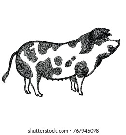 Oxford Sandy & Black Pig Vector illustration Sketch style Hand drawn