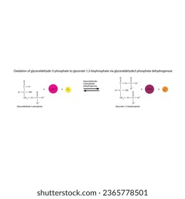 Oxidation of glyceraldehyde-3-phosphate to glycerate-1,3-bisphosphate via glyceraldehyde3-phosphate dehydrogenase, molecular skeletal formula diagram on on white background.