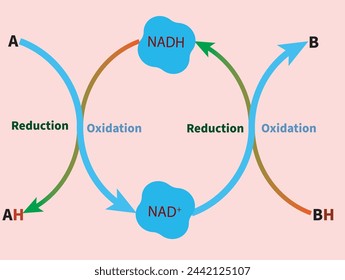 Oxidación y reducción de NAD en la respiración celular