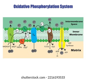 Oxidative Phosphorus System. Study content for biology students. vector illustration
