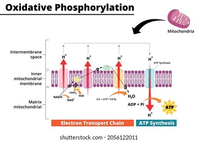 Oxidative phosphorylation process. Electron transport chain. The final step in cellular respiration. Vector illustration. Didactic illustration.