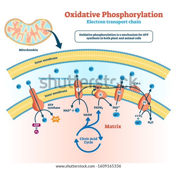 Oxidative Phosphorylation Vector Illustration Labeled Electron のベクター画像素材 ロイヤリティフリー