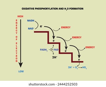 Oxidative phosphorylation and water formation