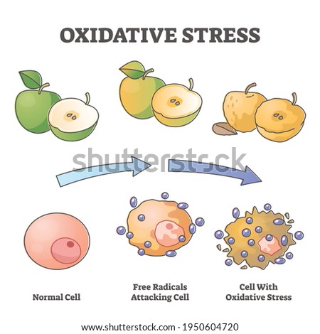 Oxidative stress aging as free radical cell attack process outline diagram. Skin disease with chronic molecular destruction vector illustration. Labeled educational health problem example with fruit.