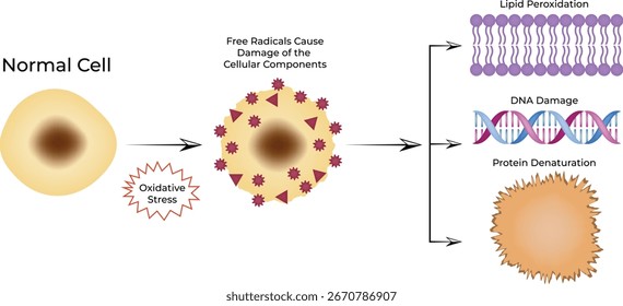 Estrés oxidativo y Ilustración vectorial del diseño del daño celular