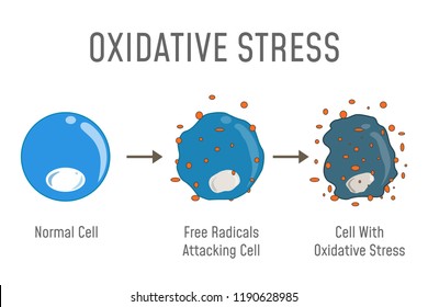 Oxidative Stress Diagram. Free Radicals Attacking Cell. Vector Illustration Flat Design