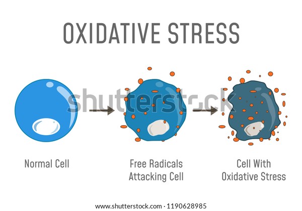 Oxidatives Stressdiagramm Freie Radikale Greifen Die Stock Vektorgrafik Lizenzfrei