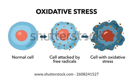 Oxidative stress diagram vector illustration design, Oxidative stress. From Normal cells to Oxidative stress and aggressive free radicals, cell death. Vector diagram for your design, educational
