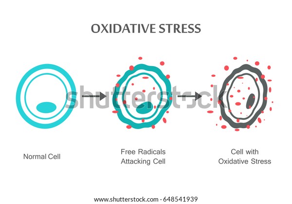 Oxidative Stress Diagram Vector Illustration Flat Stock Vector Royalty