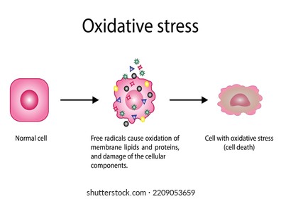 Oxidative Stress. Free Radicals Cause Oxidation Of The Cellular Membrane Proteins And Lipids, And Damage Of The Cellular Components. Vector Illustration