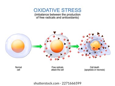 oxidativer Stress. Ungleichgewicht zwischen der Produktion freier Radikaler und Antioxidantien. Von der normalen Zelle bis zum Angriff der freien Radikalen und Zelltod durch Apoptose oder Nekrose. Vektorplakat für Bildung.