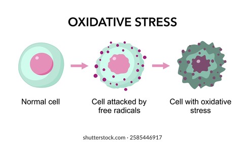 Oxidative stress. Imbalance between the production of free radicals and antioxidants. From Normal cell to attack of Free radicals and Cell death by apoptosis or necrosis.