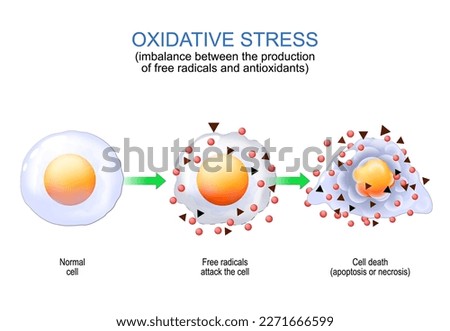 Oxidative stress. imbalance between the production of free radicals and antioxidants. From Normal cell to attack of Free radicals and Cell death by apoptosis or necrosis. Vector poster for education. Foto stock © 
