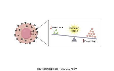 Oxidative stress, an imbalance of free radicals and antioxidants. Vector scientific illustration.