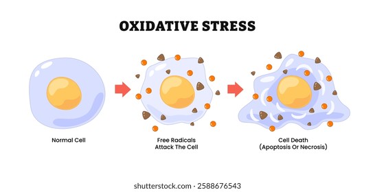 Oxidative stress, labeled normal cell, free radicals attack, cell death, apoptosis or necrosis,  imbalance between the production of free radicals and antioxidants. Biology education.