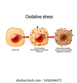 Oxidative Stress. From Normal Cell, To Oxidative Stress And Aggressive Free Radicals, Cell Death. Vector Diagram For Your Design, Educational, Science And Medical Use