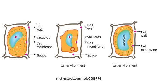 Oxidative Stress. From Normal Cell, To Oxidative Stress And Aggressive Free Radicals, Cell Death. Vector Diagram For Your Design, Educational, Science And Medical Use