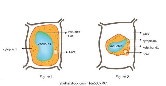 Oxidative Stress. From Normal Cell, To Oxidative Stress And Aggressive Free Radicals, Cell Death. Vector Diagram For Your Design, Educational, Science And Medical Use