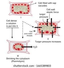 Oxidative Stress. From Normal Cell, To Oxidative Stress And Aggressive Free Radicals, Cell Death. Vector Diagram For Your Design, Educational, Science And Medical Use