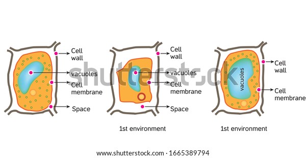 Oxidative Stress Normal Cell Oxidative Stress Stock Vector (Royalty ...