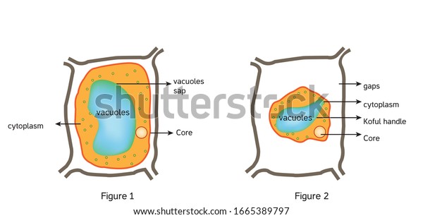 Oxidative Stress Normal Cell Oxidative Stress Stock Vector (royalty 