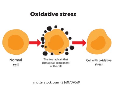 Oxidative stress Images, Stock Photos & Vectors | Shutterstock