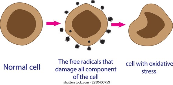  Estrés oxidativo. De células normales, al estrés oxidativo y a radicales libres agresivos, a la muerte celular. Contenido educativo y de estudio para estudiantes de biología, medicina y ciencia.