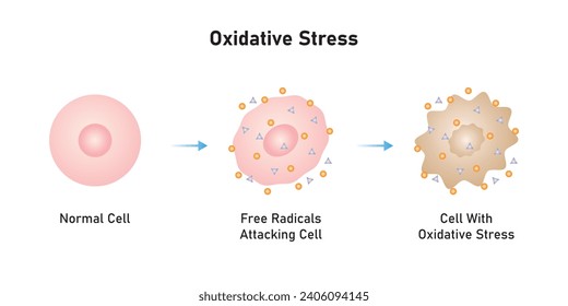 Oxidative Stress Process Scientific Design. Vektorgrafik.	