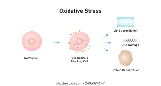 Oxidative Stress Process Scientific Design. Vector Illustration.	