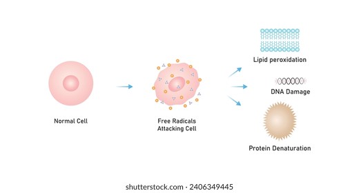 Oxidative Stress Process Scientific Design. Vector Illustration.	