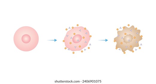 Oxidative Stress Process Scientific Design. Vector Illustration.	